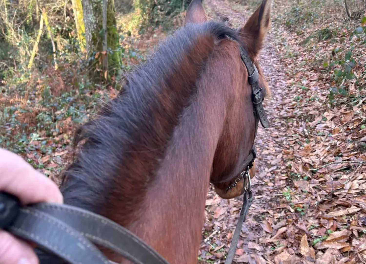 Gite Equestre De Calvares Mirandol-Bourgnounac 0*,  Frankrijk
